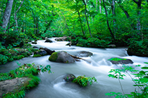 Oirase Stream - Aomori